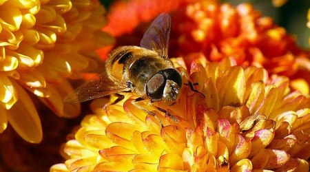 wrocławski ogród botaniczny jesiennie 9 – Polska