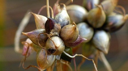wrocławski ogród botaniczny jesiennie 10 – Polska