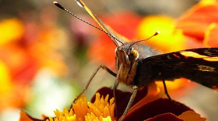 wrocławski ogród botaniczny jesiennie 12 – Polska