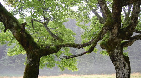 Splecione drzewa – Zakopane, Polska