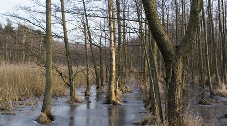 153461 - Wyspa Sobieszewska Wyspa Sobieszewska zimą – Polska