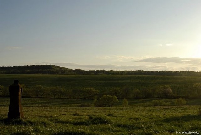 Czeremcha