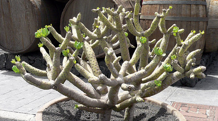 7 – Lanzarote, Hiszpania