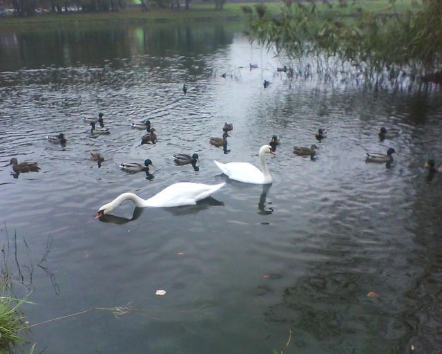 Staw Brysiowy