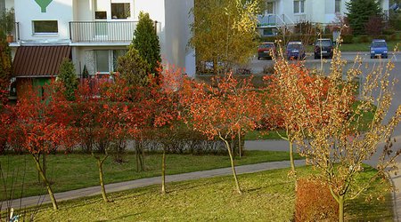Jesień w blokowisku 2009 03 – Łódź, Polska