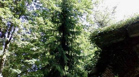 Park Arkadia – Polska