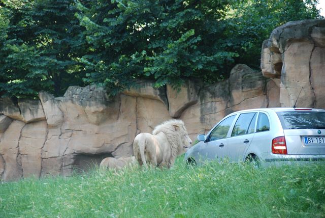 spotkanie w cztery oczy z lwem w Parco Natura Viva