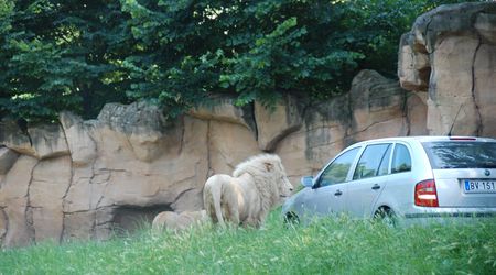 spotkanie w cztery oczy z lwem w Parco Natura Viva – Interhome