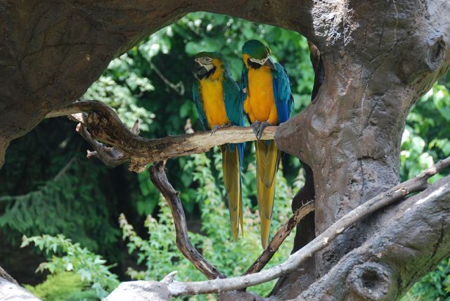 papużki-nierozłączki w Parco Natura Viva (jez.Garda), Włochy