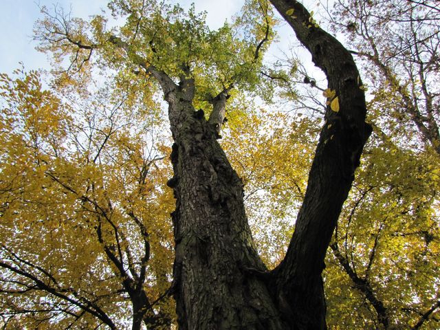 Jesienny park