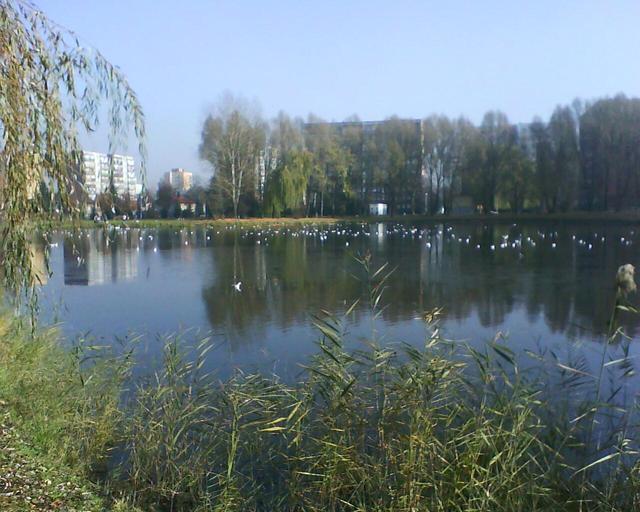 Staw Brysiowy