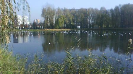 Staw Brysiowy – Siemianowice slaskie, Polska