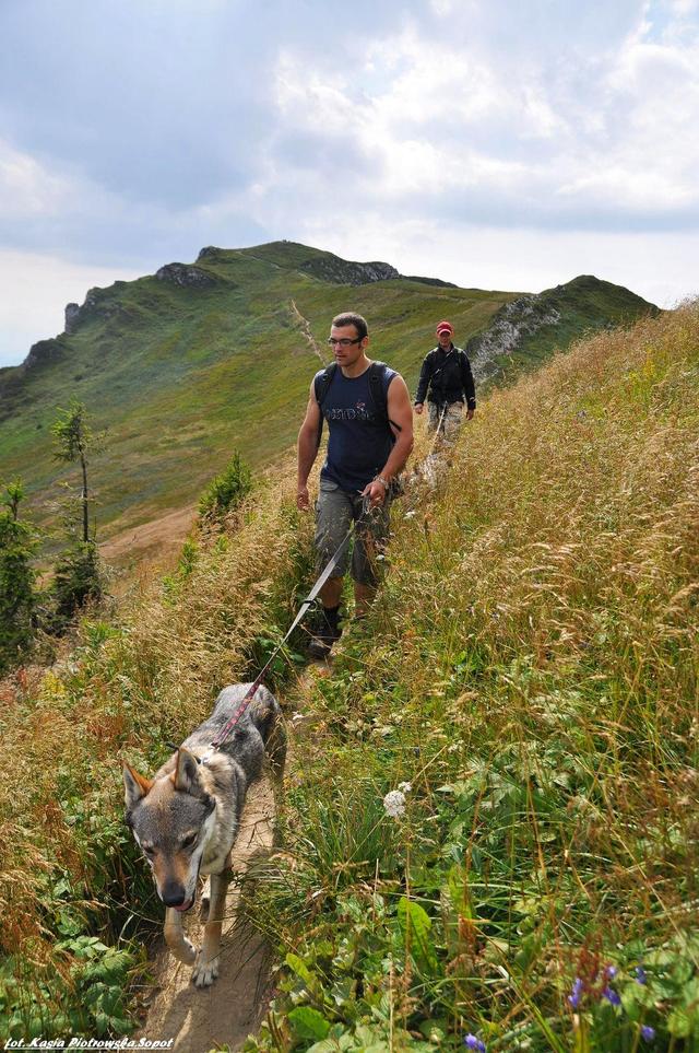 Mala Fatra, Słowacja, Powrót z dogtrekingu