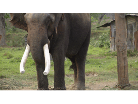 Tata słoń – Park chitwan, Nepal
