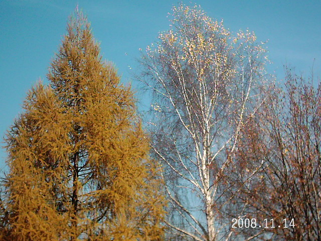 Modrzew i Brzoza