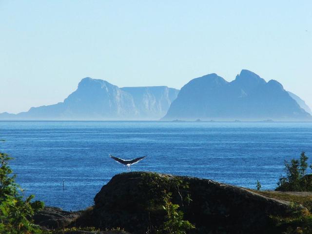A i Lofoten 