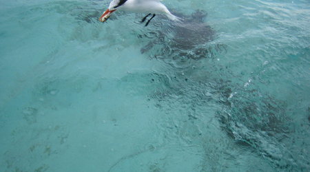 Nurkowanie z rekinami – Caye caulker, Belize