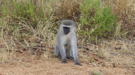 162200 - Kruger Park RPA 2007 – Republika Południowej Afryki
