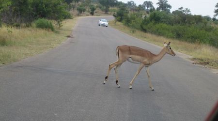162202 - Kruger Park RPA 2007 – Republika Południowej Afryki