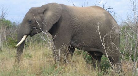 162203 - Kruger Park RPA 2007 – Republika Południowej Afryki