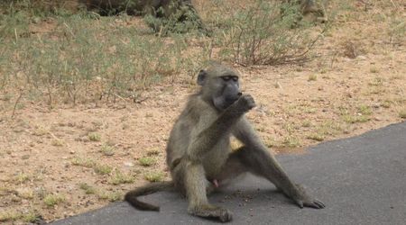162204 - Kruger Park RPA 2007 – Republika Południowej Afryki