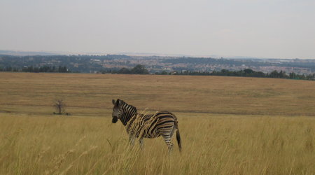 162205 - Kruger Park RPA 2007 – Republika Południowej Afryki
