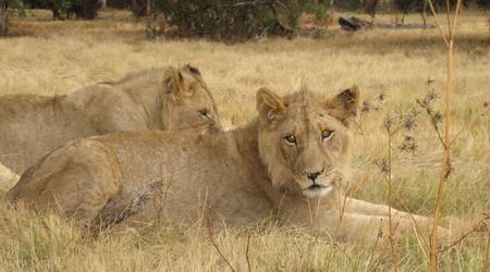 162218 - Kruger Park RPA 2007 – Republika Południowej Afryki