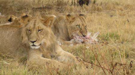 162219 - Kruger Park RPA 2007 – Republika Południowej Afryki