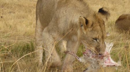 162220 - Kruger Park RPA 2007 – Republika Południowej Afryki