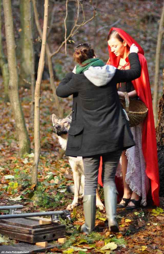 Filmowa przygoda naszego wilka w Sopockich lasach :)