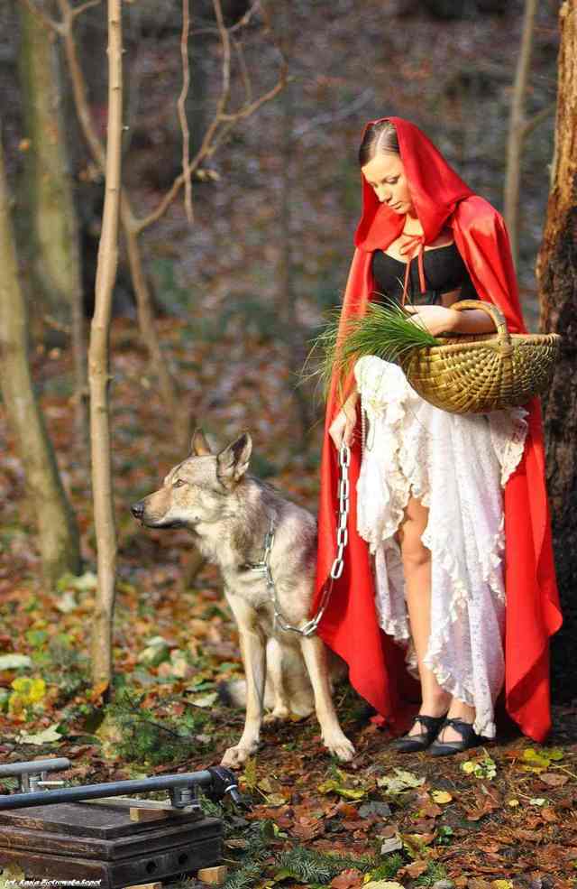 Filmowa przygoda naszego wilka w Sopockich lasach :)