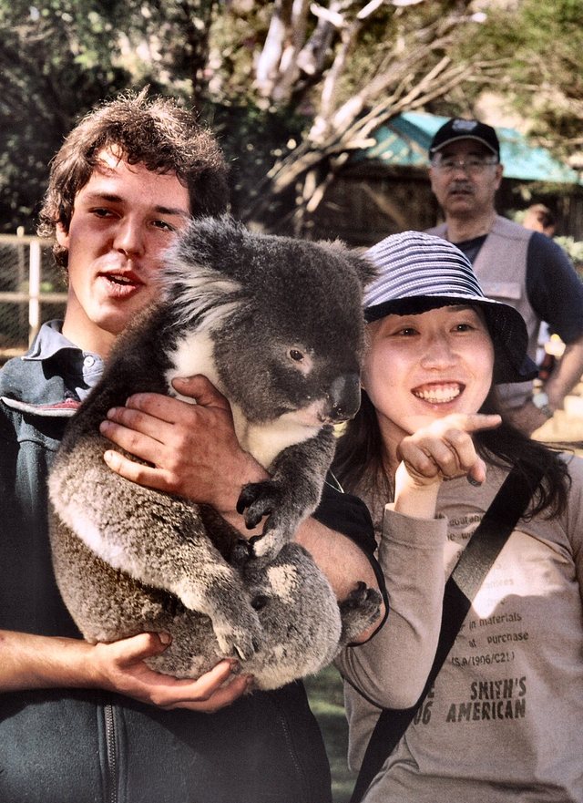 Ten koala w Parku  Narodowym Bonorong jest  na  rauszu.