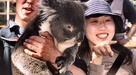 Ten koala w Parku  Narodowym Bonorong jest  na  rauszu. – Tasmania, Australia