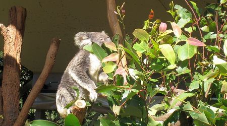 163304 - Sydney Australia