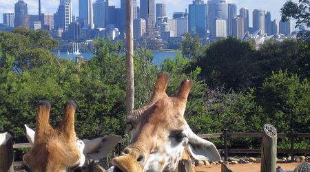 163307 - Sydney Australia