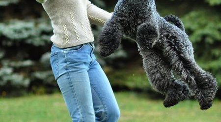 Słowacja,Male Karpaty,  Latający pies. – Modra