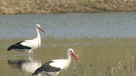 Bociany często odwiedzają ten staw – Stary Międzyłęż, Polska