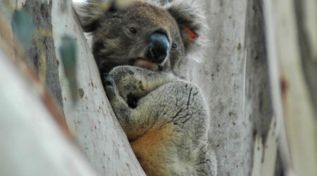 Koala na Kangaroo Island, SA – Adelaide, Australia
