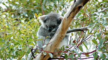 Koala na Kangaroo Island, SA – Adelaide, Australia