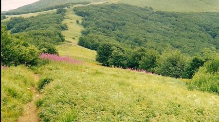 Piękne połoniny - tarwy, zioła, krzewy jarzębinowe – Ustrzyki Górne, Polska