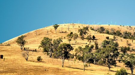 Drzewa umierają stojąc dzięki  brakowi  wody - typowe  w Australii – Tasmania, Australia