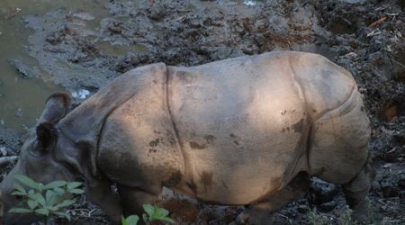 Nosorożec indyjski przy bagienku – Chitwan, Nepal