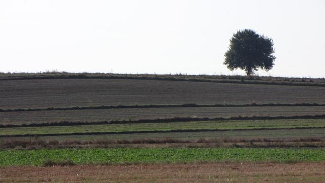 Samotne drzewo