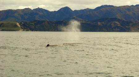 Rimg1354 – Kaikoura, Nowa Zelandia