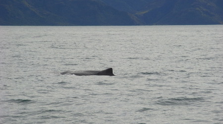 Rimg1356 – Kaikoura, Nowa Zelandia