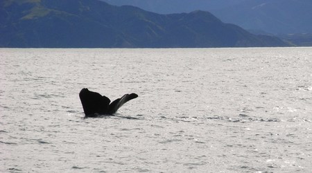 Rimg1359 – Kaikoura, Nowa Zelandia