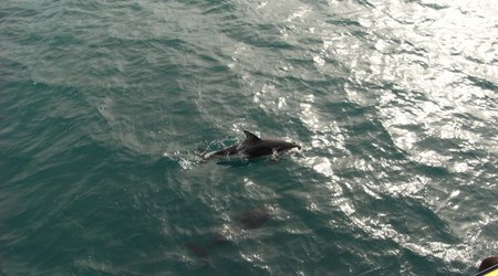 Rimg1366 – Kaikoura, Nowa Zelandia
