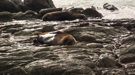 Rimg1379 – Kaikoura, Nowa Zelandia