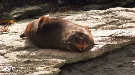 Rimg1380 – Kaikoura, Nowa Zelandia