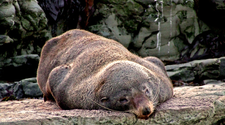 Kaikura1 – Kaikoura, Nowa Zelandia